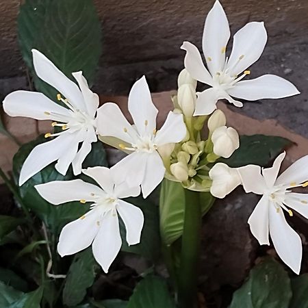 Madhav Bhavan Guest House Pune Bagian luar foto