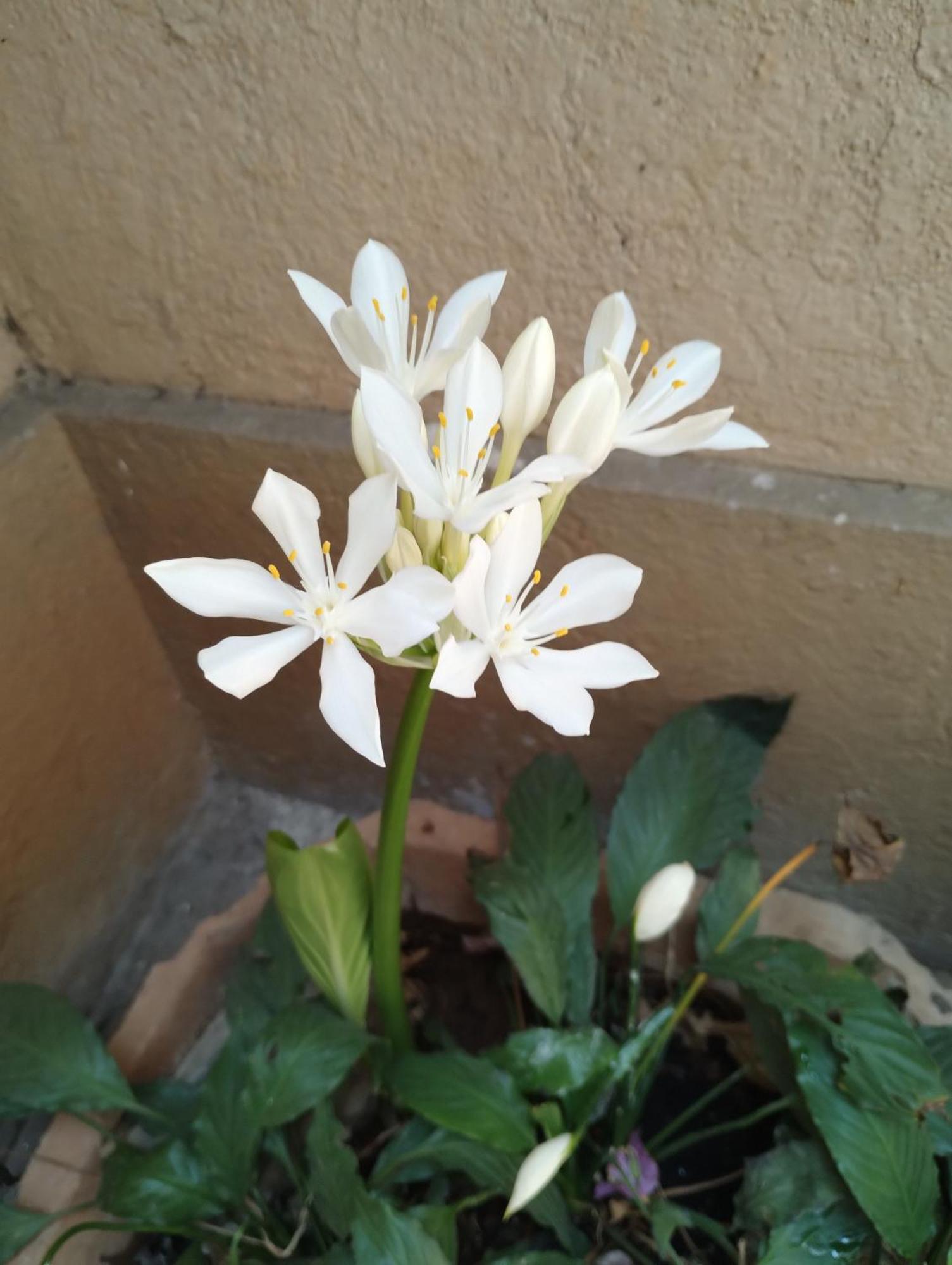 Madhav Bhavan Guest House Pune Bagian luar foto